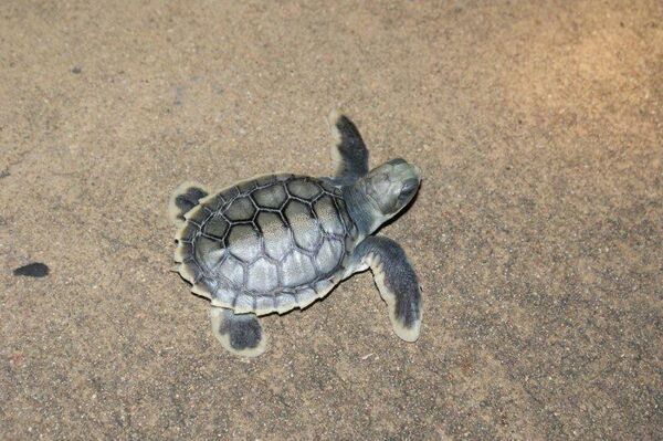 Una tortuga recién eclosionada varada en Costa Capricornio en Australia - Sputnik Mundo