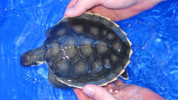 Una tortuga recién eclosionada varada en Costa Capricornio en Australia - Sputnik Mundo