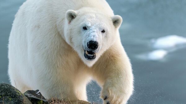Un oso polar - Sputnik Mundo