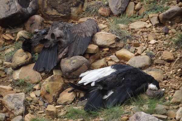 Cóndores muertos en Tarija, Bolivia - Sputnik Mundo