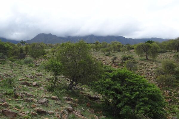 Los cóndores muertos fueron hallados en los valles de Tarija - Sputnik Mundo