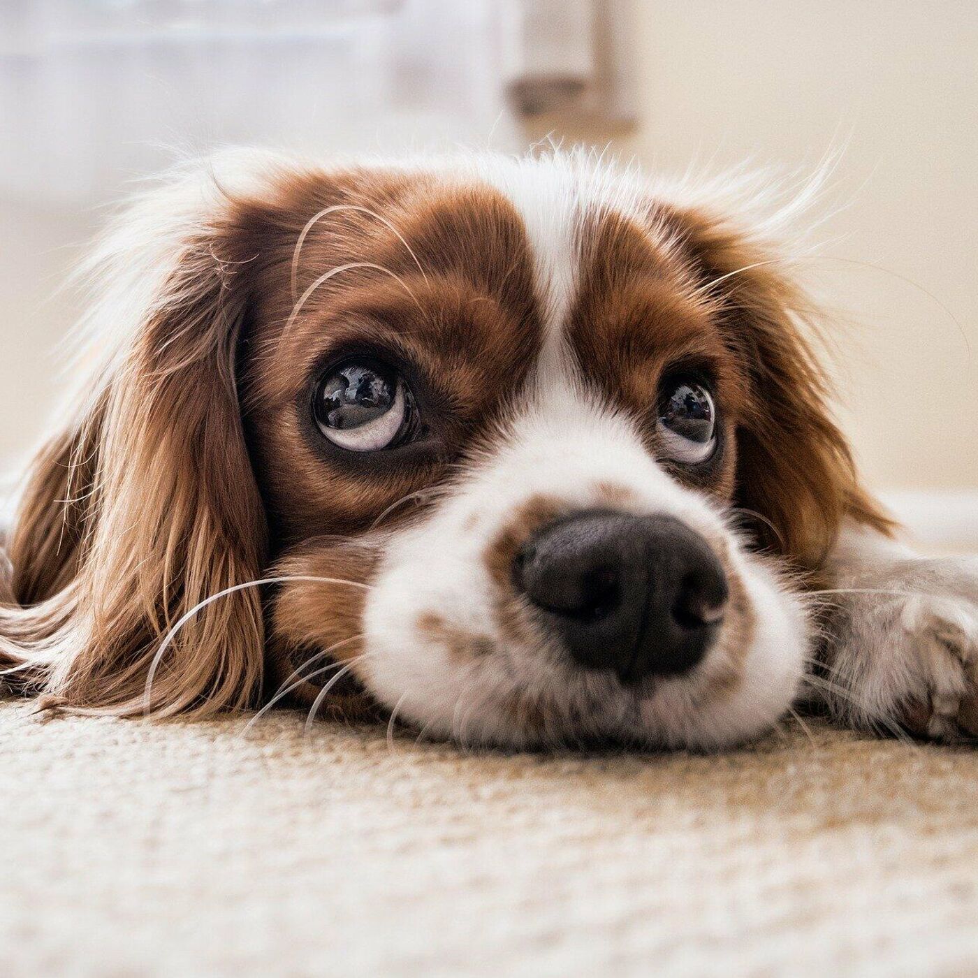 pueden los perros diferenciar entre humanos y perros