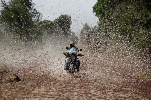 Un hombre que conduce una motocicleta atraviesa un enjambre de langostas del desierto cerca de la ciudad de Rumuruti (Kenia). - Sputnik Mundo