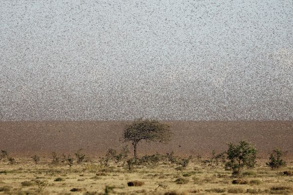 Un enjambre de langostas del desierto vuela cerca de la ciudad de Rumuruti (Kenia). - Sputnik Mundo