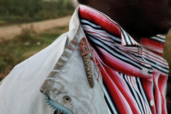 Una langosta se posa en la camisa de un hombre mientras se cosechan langostas del desierto cerca de la ciudad de Rumuruti (Kenia). - Sputnik Mundo