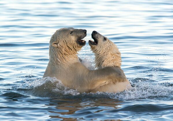 Los gigantes amables: los osos polares, en todo su esplendor