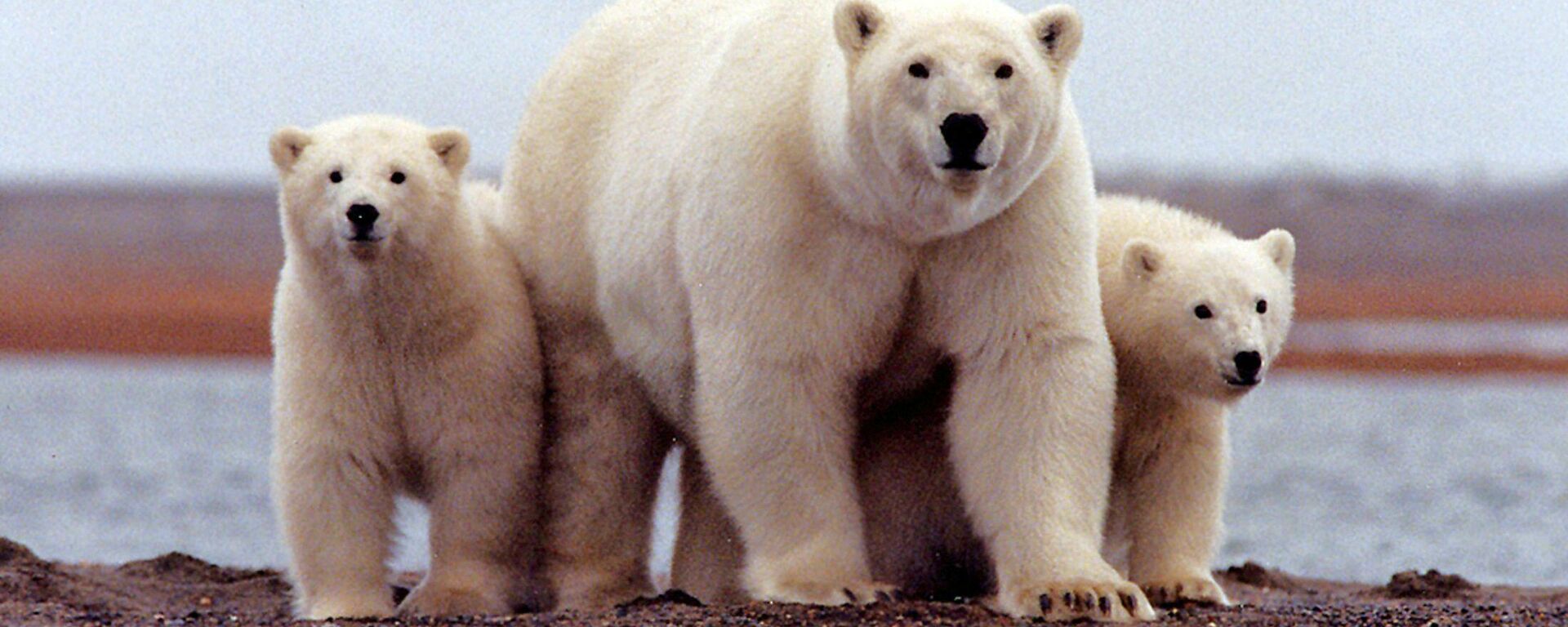 A polar bear keeping close to her young along the Beaufort Sea coast in the Arctic National Wildlife Refuge - Sputnik Mundo, 1920, 25.02.2021