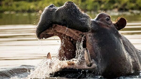 Un hipopótamo - Sputnik Mundo