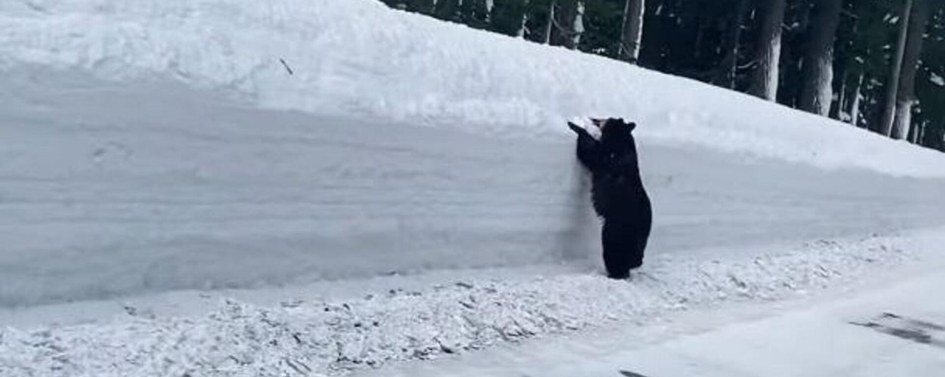 A la desesperada: un oso es acorralado por la nieve en la carretera - Sputnik Mundo, 1920, 03.03.2021
