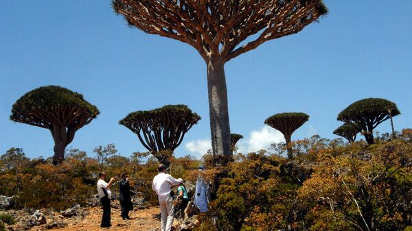 Los bosques de 'Dracaena cinnabari', o árboles de sangre de dragón, cubren las islas Socotra, en Yemen - Sputnik Mundo