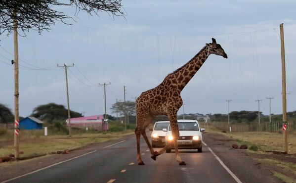 Una jirafa cruza el camino en el parque natural Kimana Sanctuary, Kenia. - Sputnik Mundo