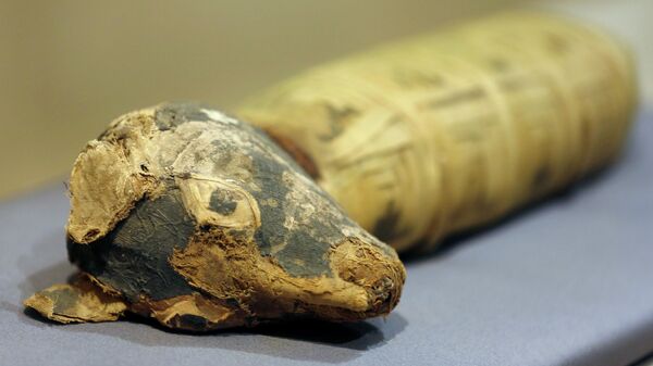 Momia de un perro encontrada en Egipto - Sputnik Mundo