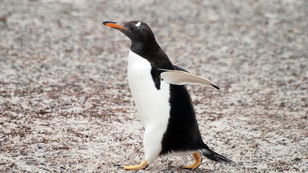 Un pingüino (imagen referencial) - Sputnik Mundo