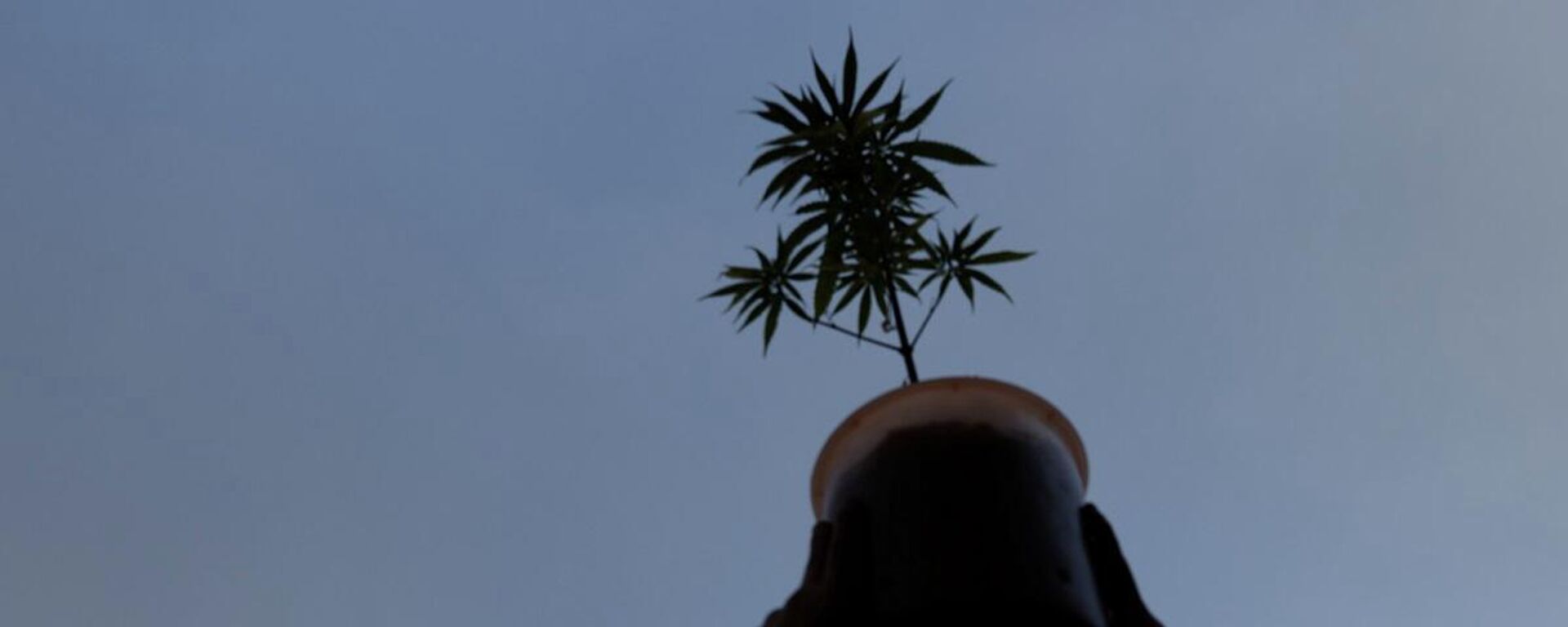 Un activista a favor de la marihuana legalizada sostiene una planta de cannabis durante una marcha en la ciudad de México, el 9 de marzo de 2021. - Sputnik Mundo, 1920, 10.03.2021