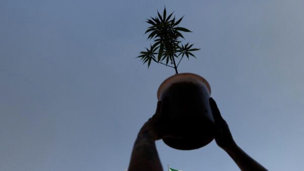 Un activista a favor de la marihuana legalizada sostiene una planta de cannabis durante una marcha en la ciudad de México, el 9 de marzo de 2021. - Sputnik Mundo
