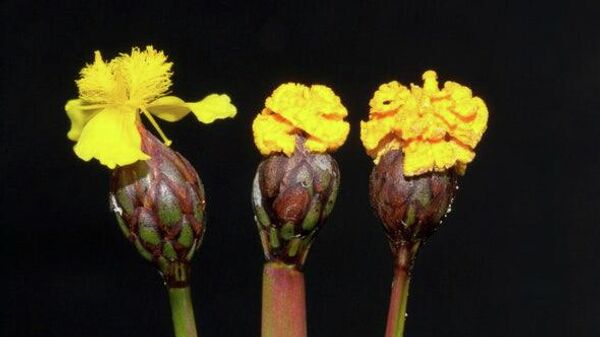 El hongo con forma de flor: Fusarium xyrophilum - Sputnik Mundo