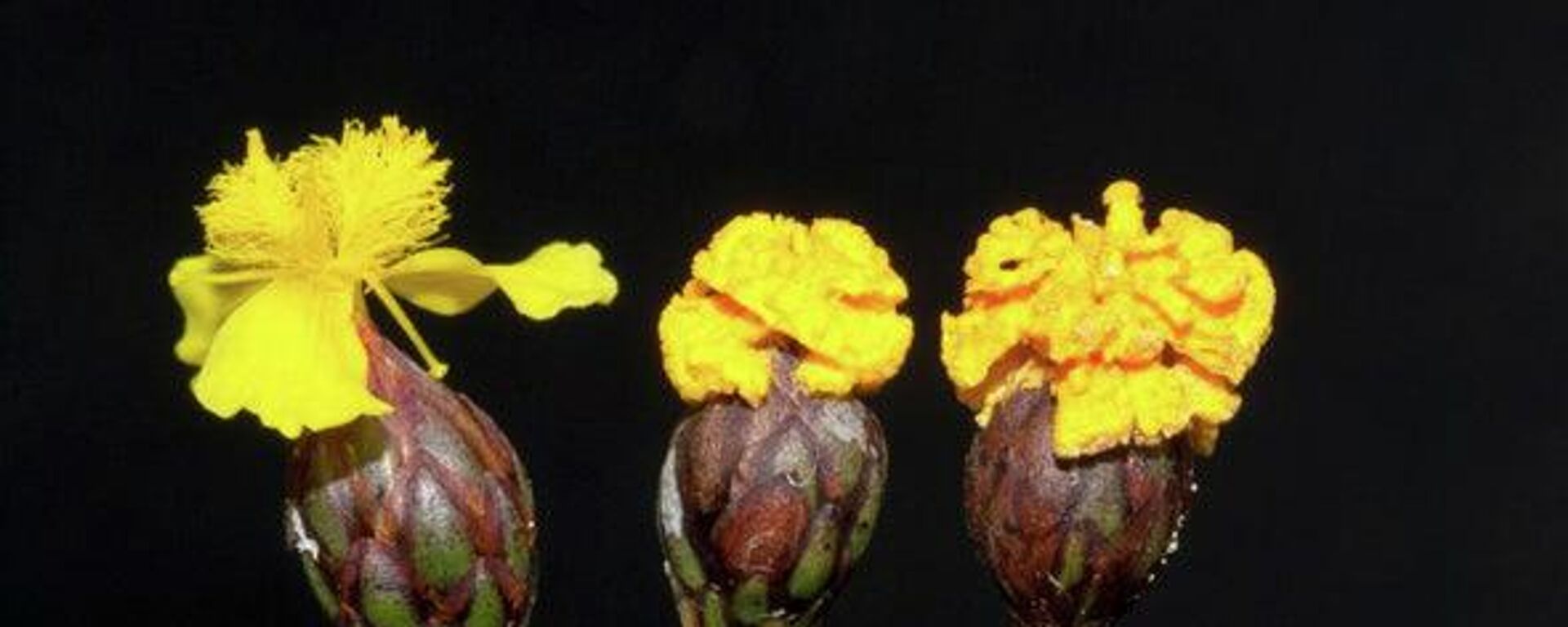 El hongo con forma de flor: Fusarium xyrophilum - Sputnik Mundo, 1920, 11.03.2021