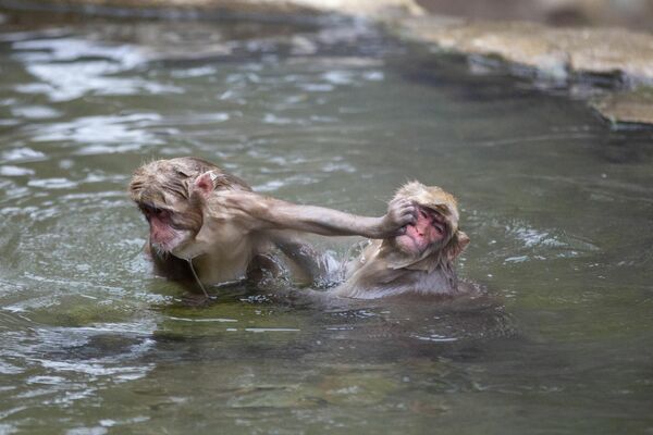 Unos macacos japoneses se bañan en una fuente caliente en el parque de monos Jigokudani en la prefectura de Nagano. - Sputnik Mundo