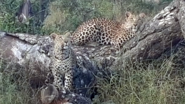 Un cachorro de leopardo intenta capturar a dos ardillas en un árbol - Sputnik Mundo