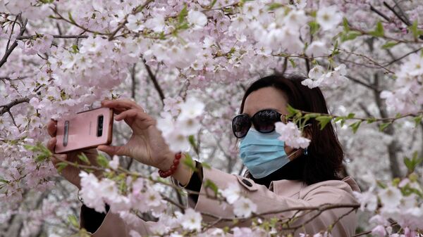 Temporada de los cerezos en flor en el Jardín Botánico de Pekín, China - Sputnik Mundo