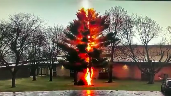 Un rayo quema un árbol enorme en segundos - Sputnik Mundo