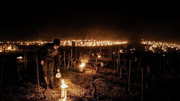 Un viticultor de la bodega Daniel-Etienne Defaix enciende velas anti-heladas en el viñedo cerca del municipio de Chablis (Borgoña) el 7 de abril de 2021 - Sputnik Mundo
