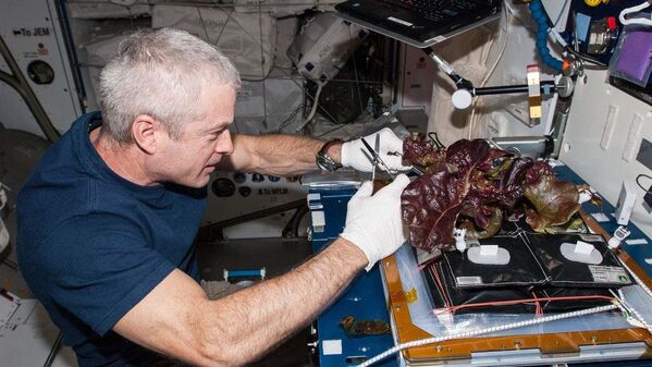 El astronauta de la NASA Steve Swanson recolecta una cosecha de plantas de lechuga romana roja que fueron cultivadas a partir de semillas dentro de las instalaciones Veggie de la Estación Espacial Internacional.  - Sputnik Mundo