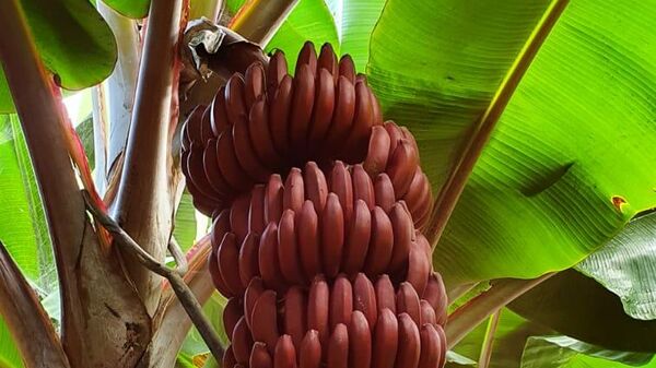 Plátanos rojos de Tenerife - Sputnik Mundo