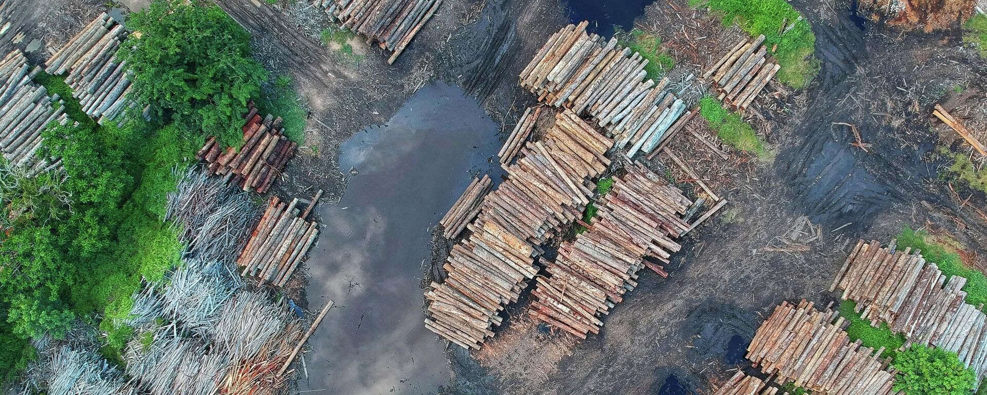 Deforestación, imagen referencial - Sputnik Mundo, 1920, 02.11.2021