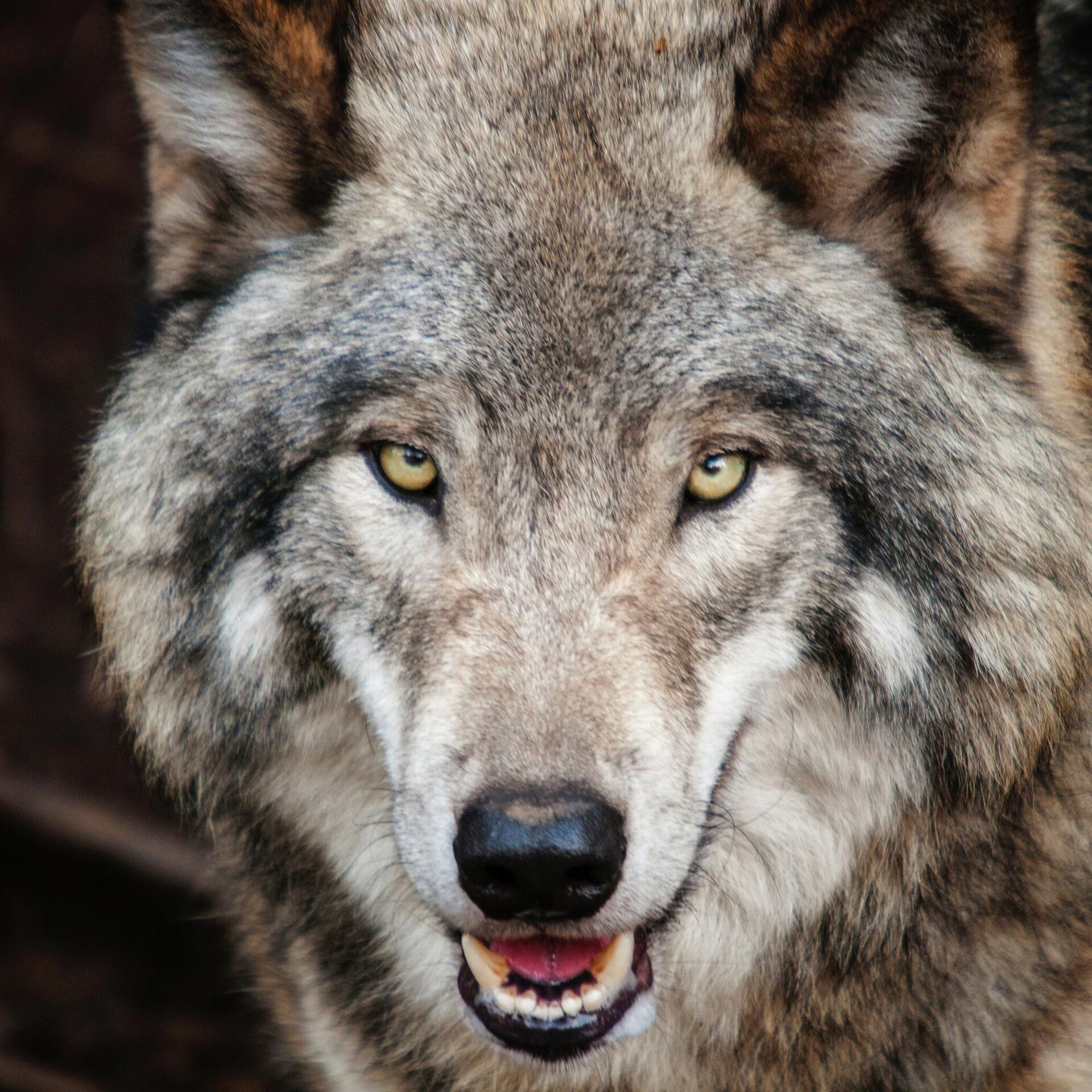 Captan a un lobo cazando de una forma muy peculiar | Vídeo ,  Sputnik Mundo