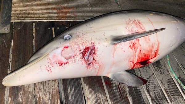 Delfín muerto en Ceuta - Sputnik Mundo