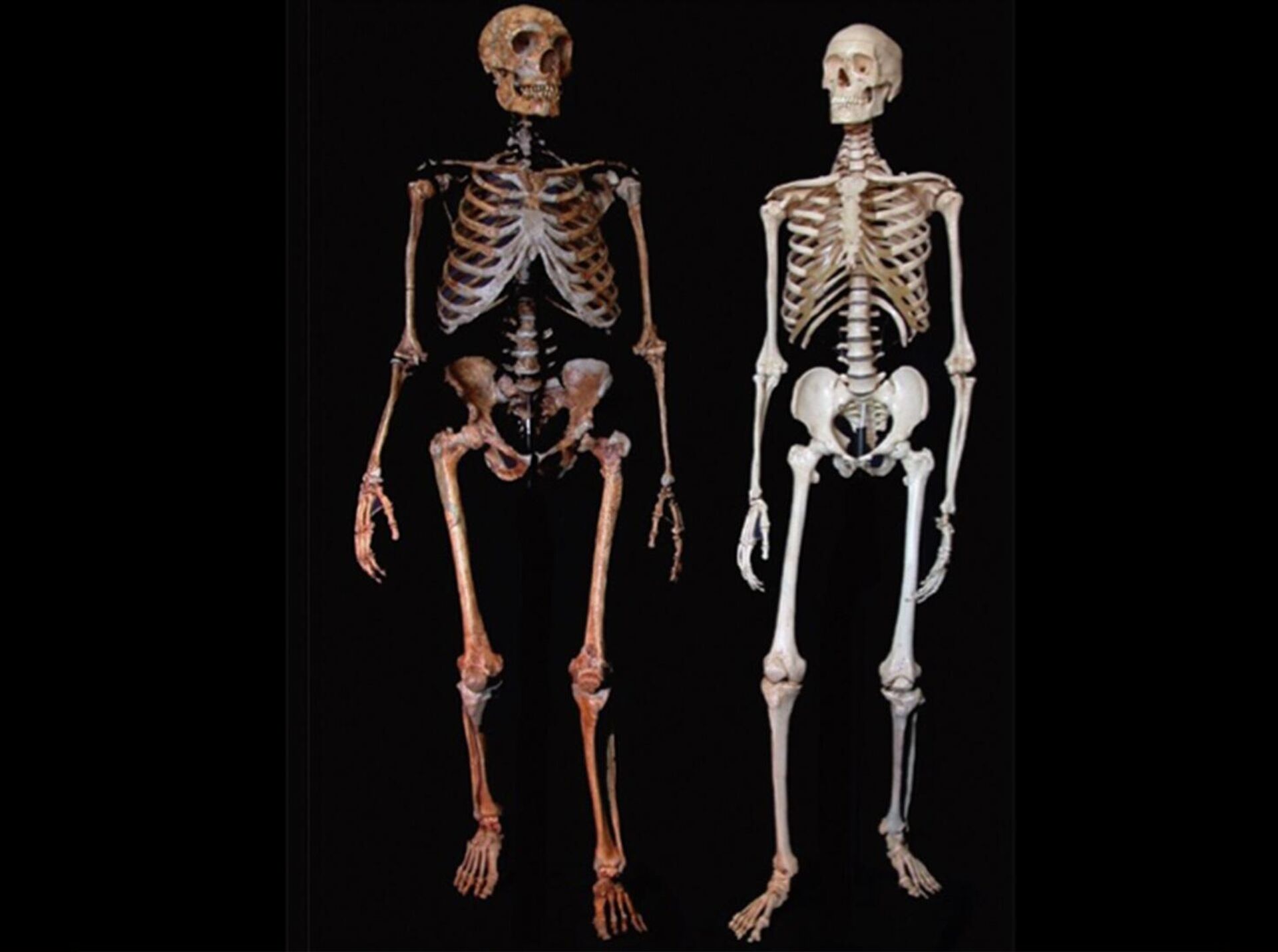 Comparativa de Neandertal y Homo Sapiens - Sputnik Mundo, 1920, 22.04.2021