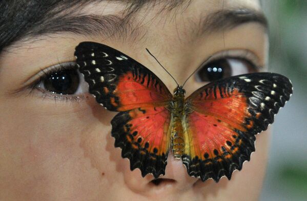 Una mariposa en la cara de una chica en la exposición de mariposas en Biskek, Kuirguistán. - Sputnik Mundo