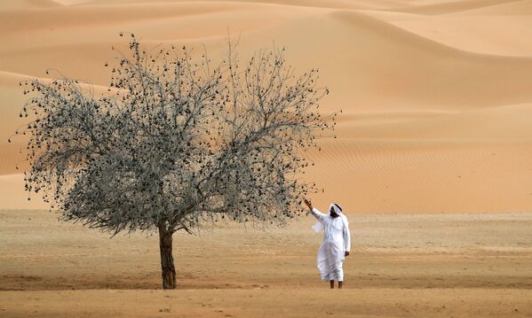 En la Reserva Natural de Um al-Zamool, cerca de la frontera de los Emiratos Árabes Unidos con Arabia Saudí. - Sputnik Mundo