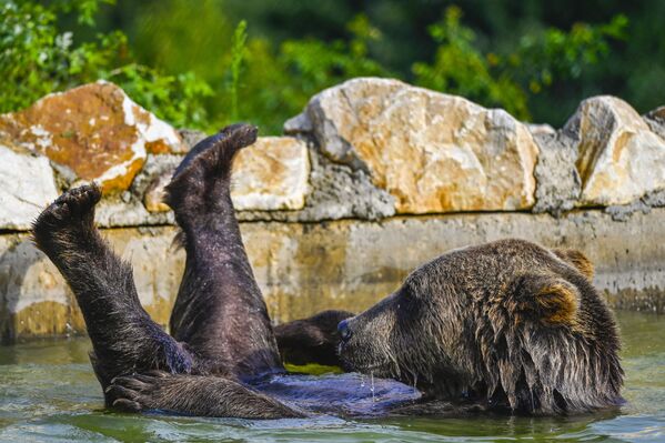 Un oso pardo en una piscina en la reserva cerca del pueblo de Marble, Kosovo. - Sputnik Mundo