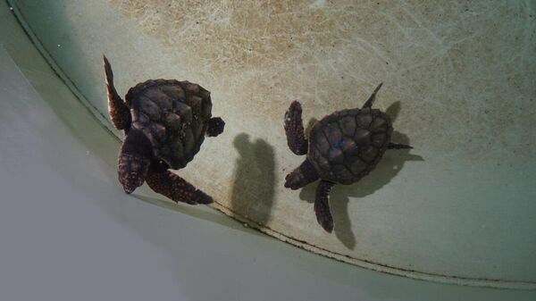 Marina y Xeresa, tortugas hermanas en las instalaciones del Oceanogràfic de València - Sputnik Mundo