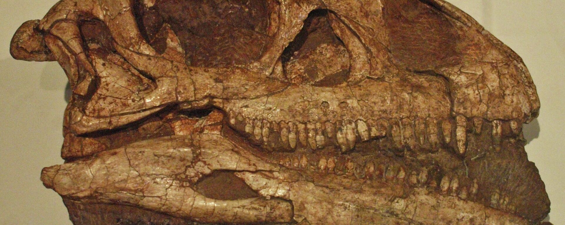 El cráneo fosilizado de un Massospondylus carinatus - Sputnik Mundo, 1920, 13.05.2021