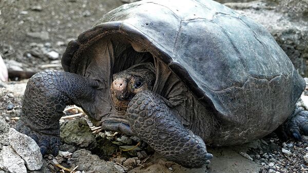 Una tortuga Chelonoidis phantasticus en el Parque Nacional Galápagos - Sputnik Mundo