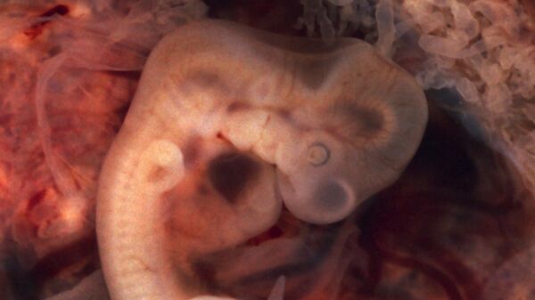 Un embrión humano de siete semanas - Sputnik Mundo