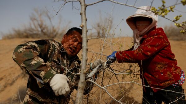 Los lugareños cortan un árbol plantado en el borde del desierto de Gobi, en la provincia de Gansu.  - Sputnik Mundo
