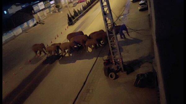 Una manada de elefantes camina por una carretera en Eshan, Yunan, China, el 27 de mayo de 2021 - Sputnik Mundo