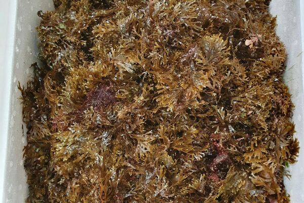 Detalle alga Rugulopterix okamurae - Sputnik Mundo