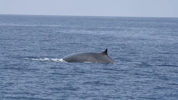 Una ballena aleta nadando por costas cartageneras - Sputnik Mundo
