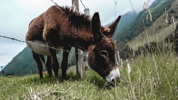 Un burro en el valle de Cócora, departamento de Quindío - Sputnik Mundo