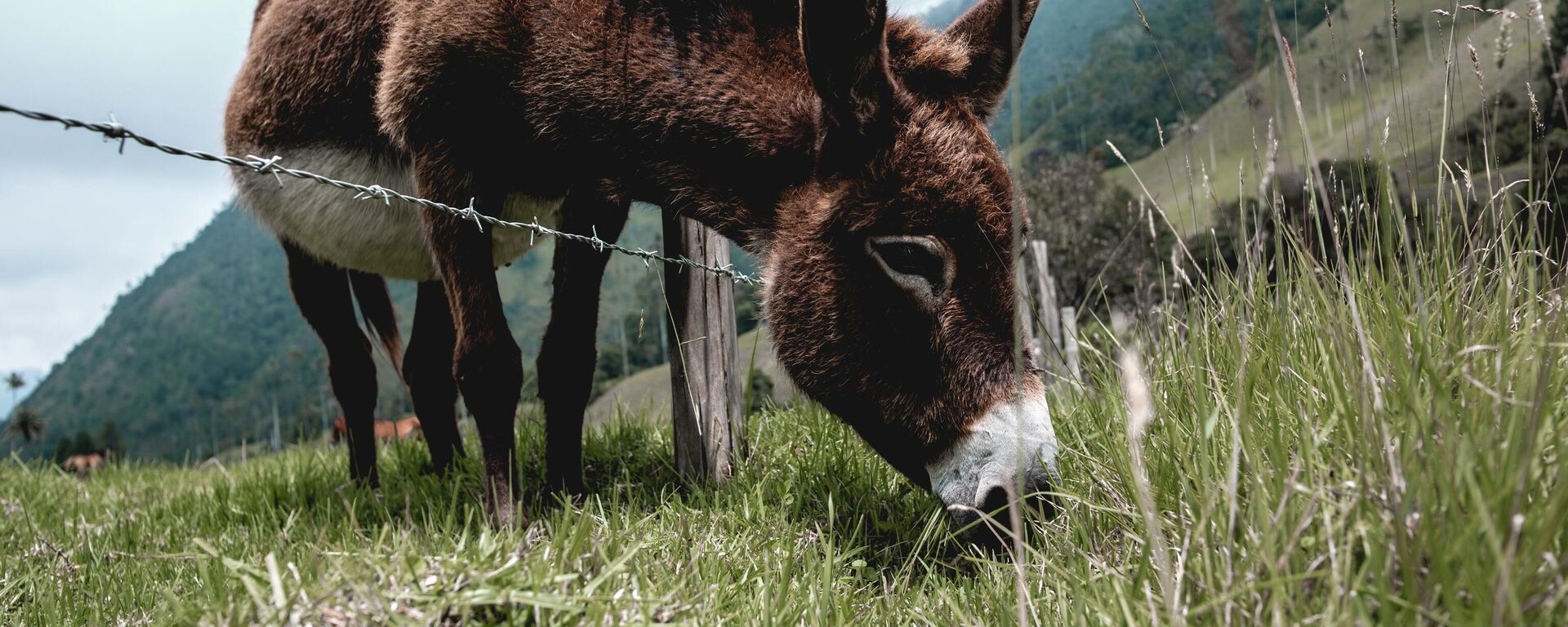 Un burro en el valle de Cócora, departamento de Quindío - Sputnik Mundo, 1920, 01.07.2021