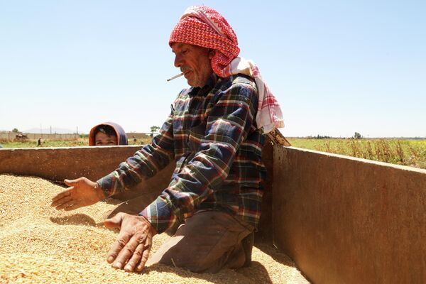 La cosecha de trigo en Siria - Sputnik Mundo