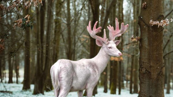 Imagen referencial de un ciervo blanco - Sputnik Mundo