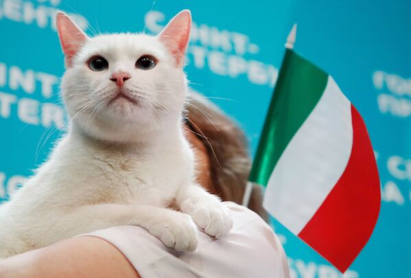 El gato Aquiles, un habitante del Museo del Hermitage de San Petersburgo, fue el oráculo del Mundial de Rusia en 2018, cuando adivinó con éxito los resultados de la mayoría de los partidos.    - Sputnik Mundo