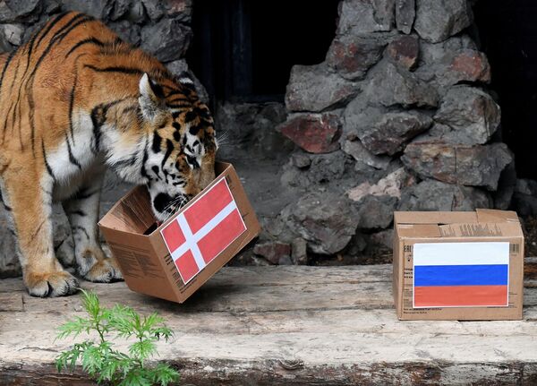 Pero otro habitante de Royev Ruchey, el tigre siberiano Bartek, auguró la victoria de la selección danesa en el mismo partido. - Sputnik Mundo