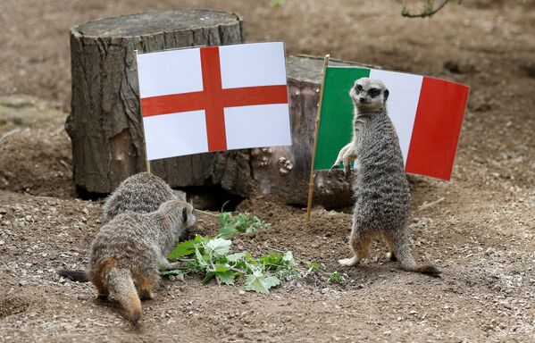 Las suricatas del zoo ZSL de Londres también pronostican los resultados de los partidos. En la foto aparecen cerca de las banderas del Reino Unido e Italia antes de la esperada final de la Eurocopa. - Sputnik Mundo